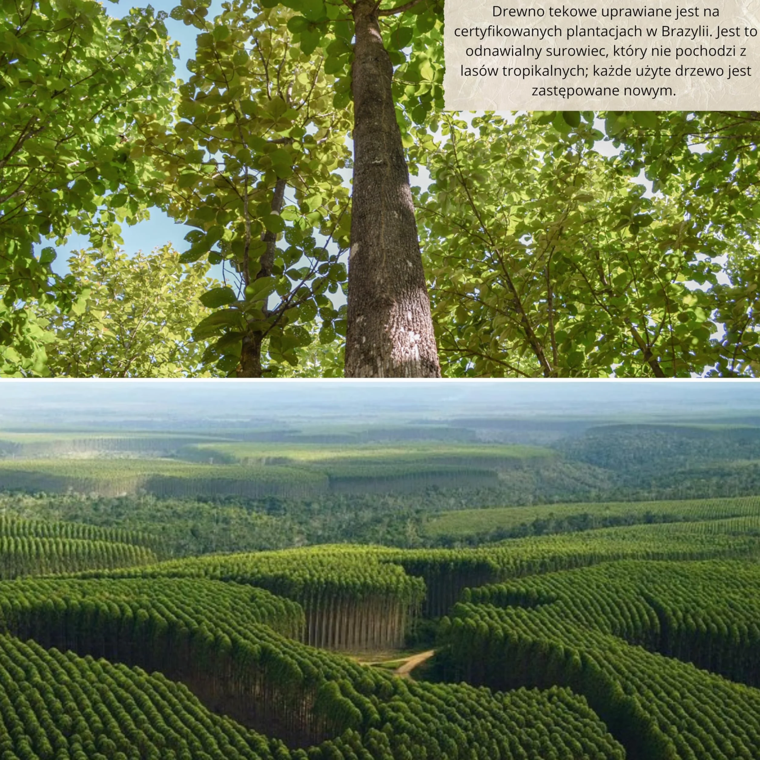 Tace Do Serwowania Posiłków, Taca Drewniana, Naturalne Drewno Tekowe, Prostokątna i Wytrzymała, Idealna Do Mięsa, Kurczaka, Wędlin, Tapas, Miseczka Na Sosy, 2 Przegrody, 24.5x21.5x2.4 cm