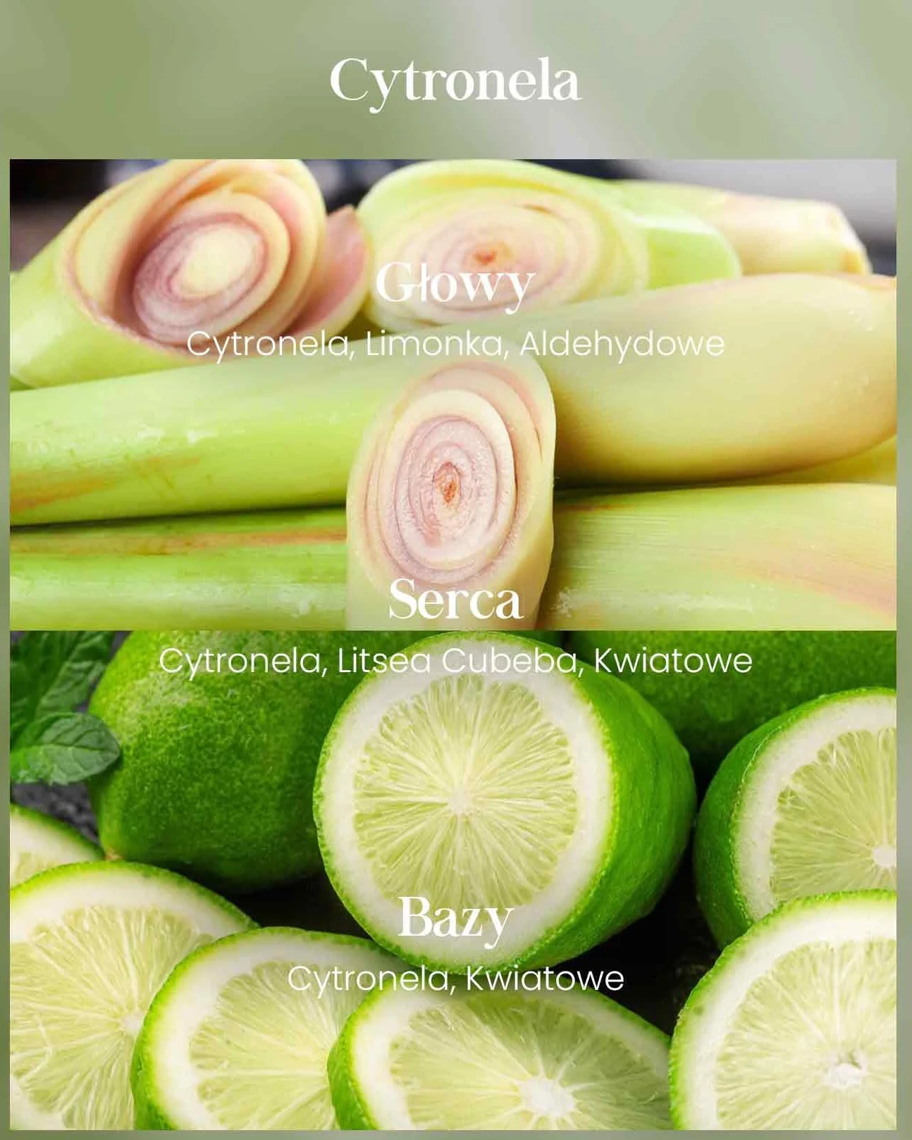 M&SENSE Świece Cytrusowe Citronella 550g - Naturalny Olejek Citronella, Długi Czas Palenia 110h, Świece Sojowe na Taras i Camping, Intensywny Zapach Trawy Cytrynowej, Do Wnętrz i Na Zewnątrz